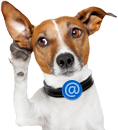 mail image dog
